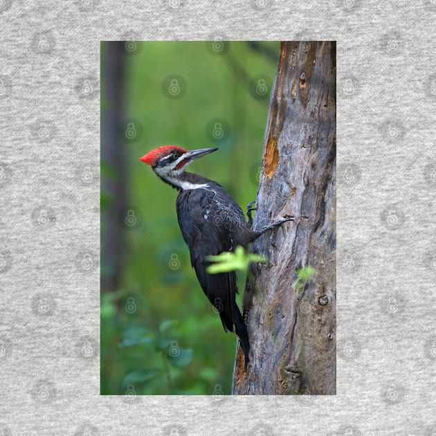 Pileated Woodpecker Portrait by Jim Cumming